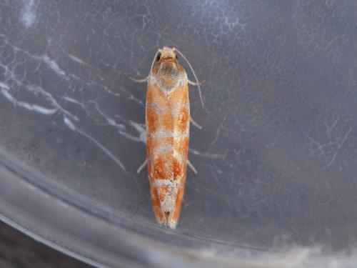 Rhyacionia buoliana